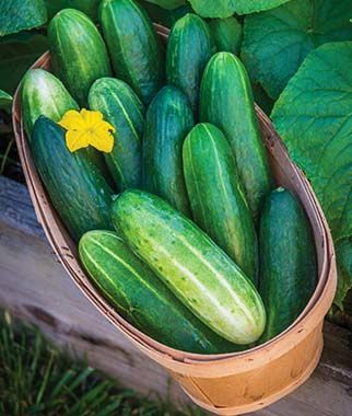 Bragger Hybrid Cucumber